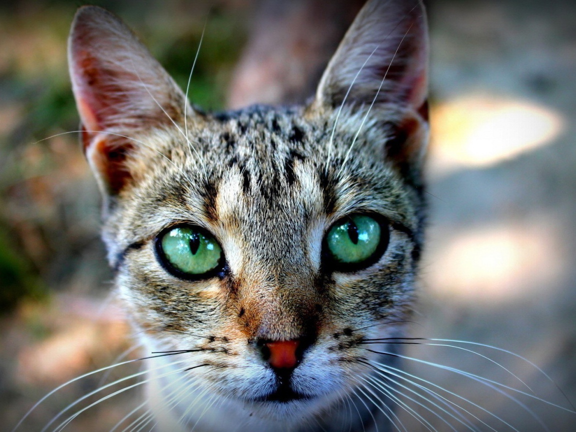 Выразительные зеленые глаза у кошки