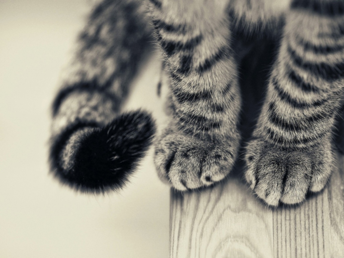 Пушистые лапки и хвост серого кота