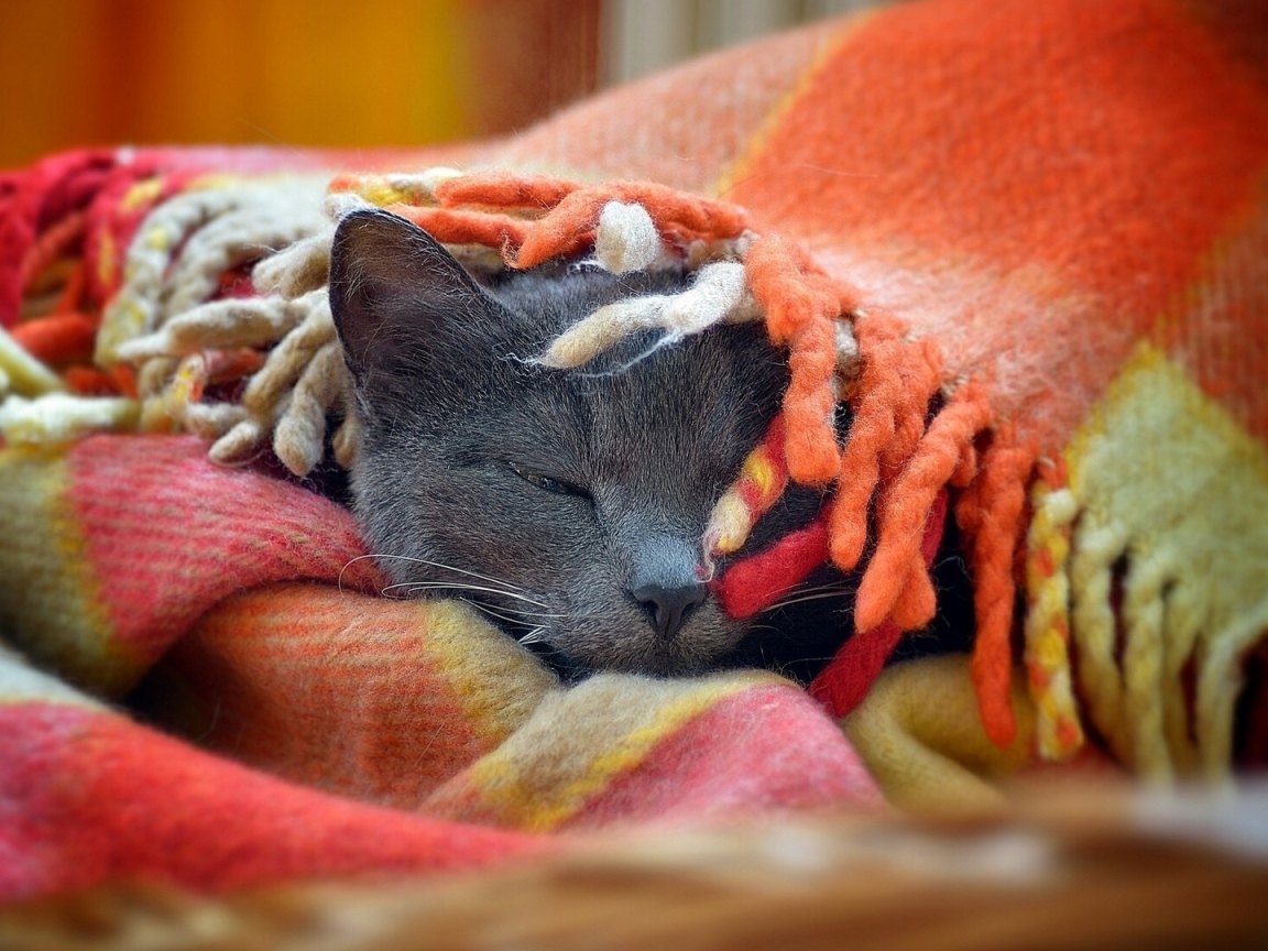 Серый кот спит под пледом