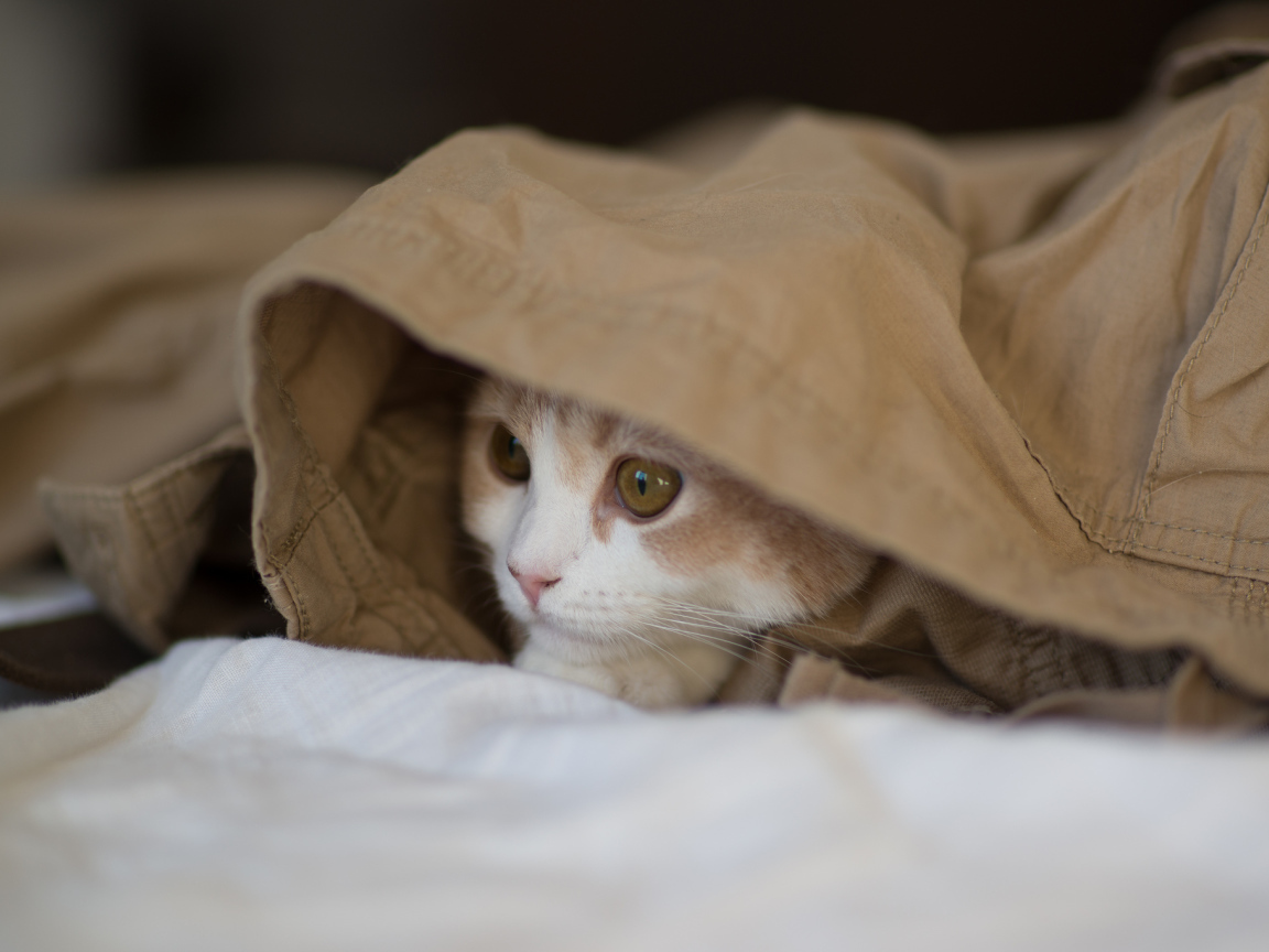 Котенок играет в прятки