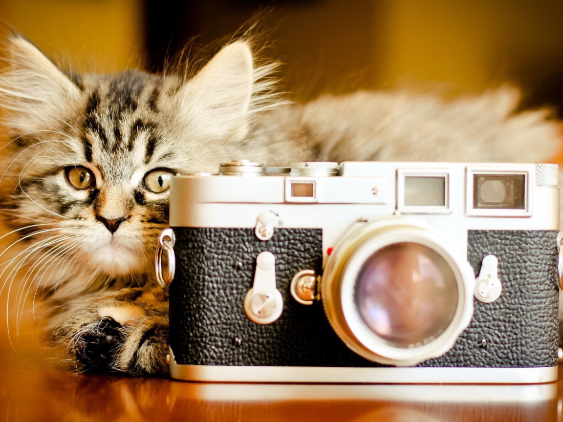 Котенок ждет когда вылетит птичка