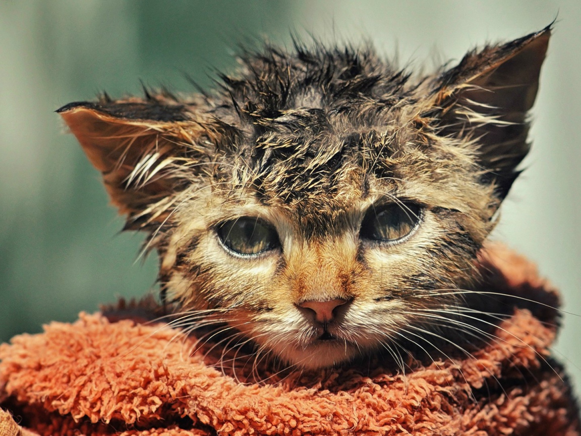 Котенок после купания