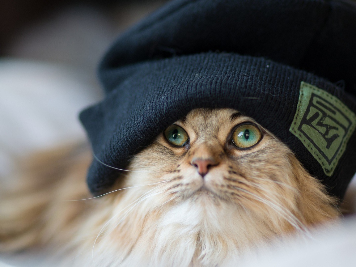 Рыжий кот в шапке