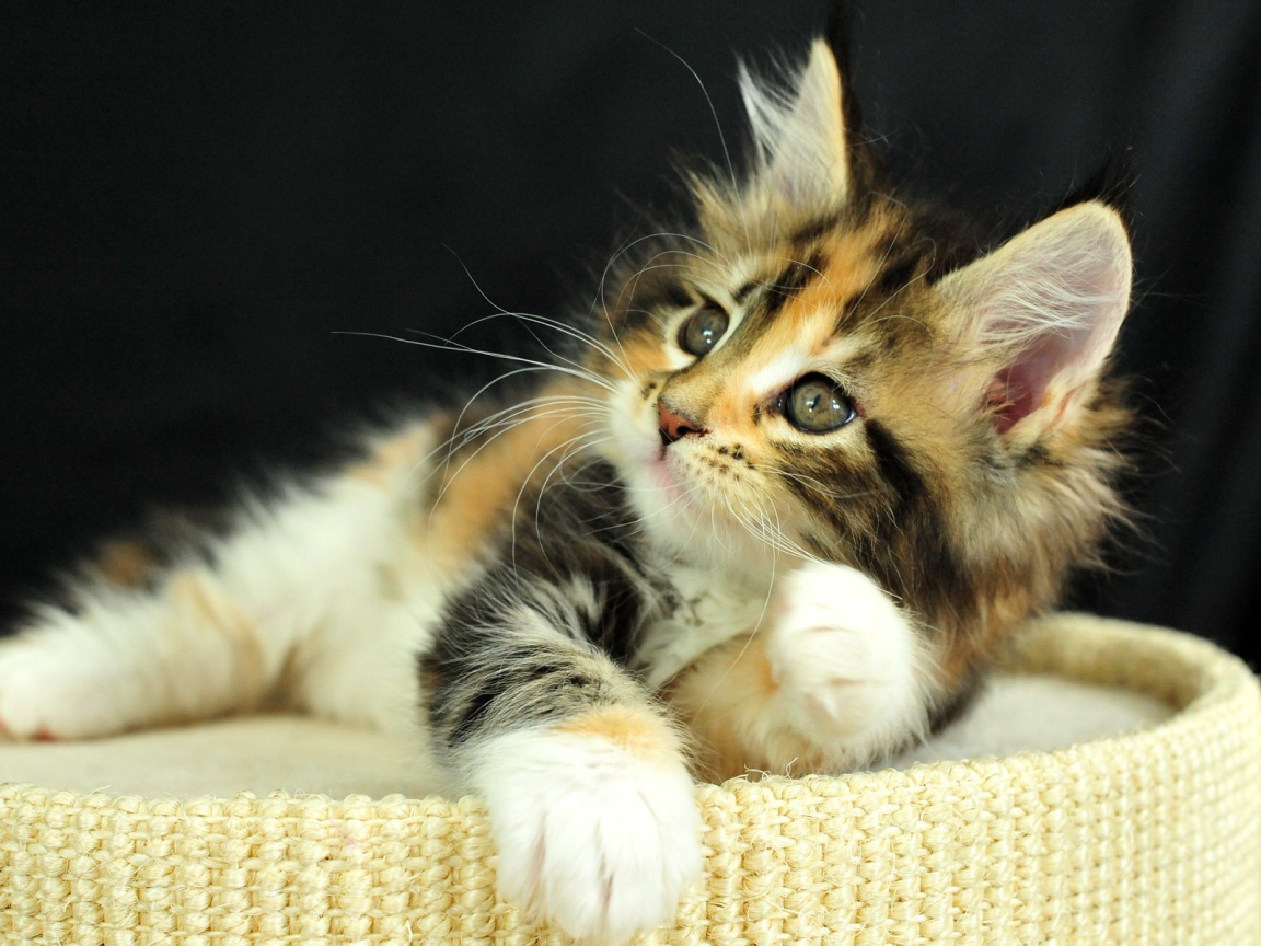 Рыжий котенок на пуфе