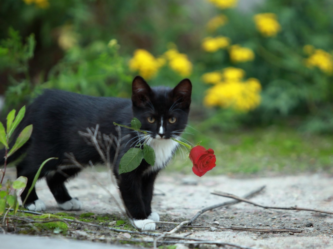 Роза в зубах у котенка