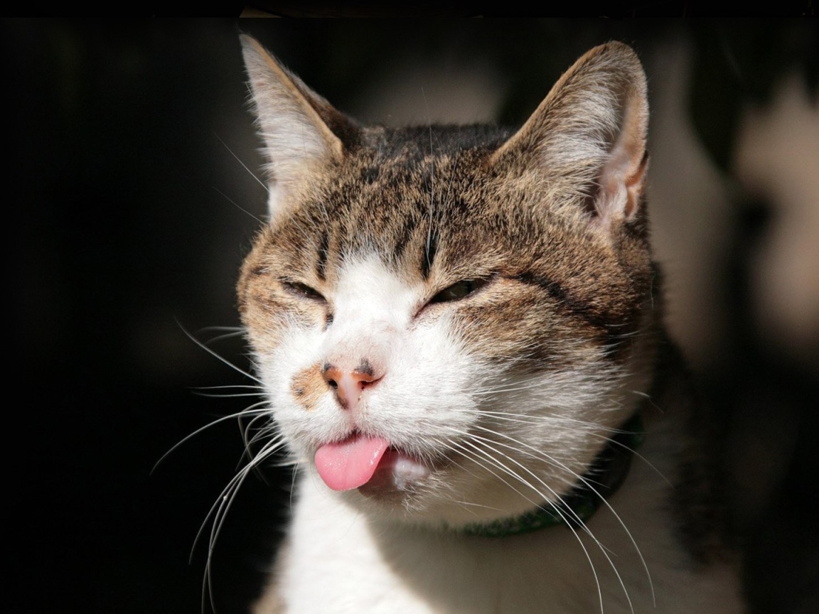 Хитрый кот показывает язык