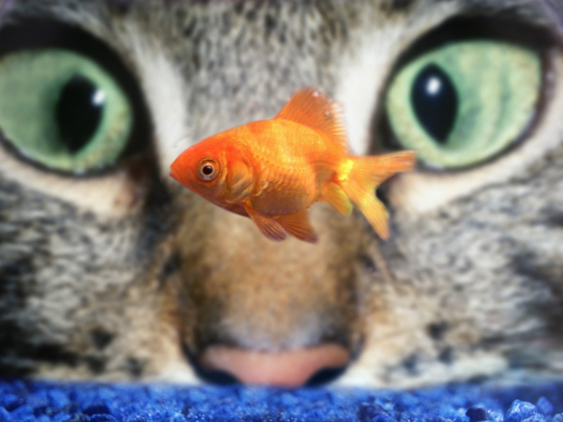 Кот наблюдает за рыбкой в аквариуме