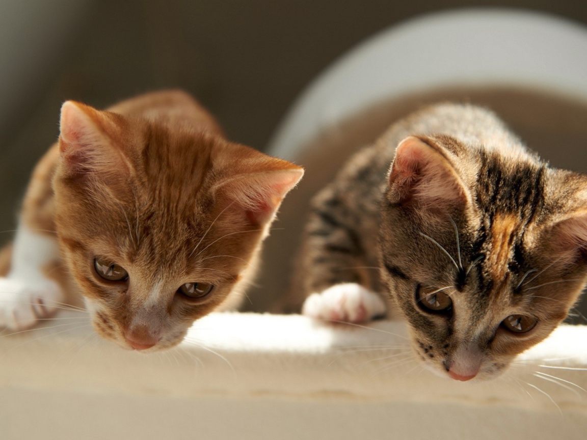 Два брата коты