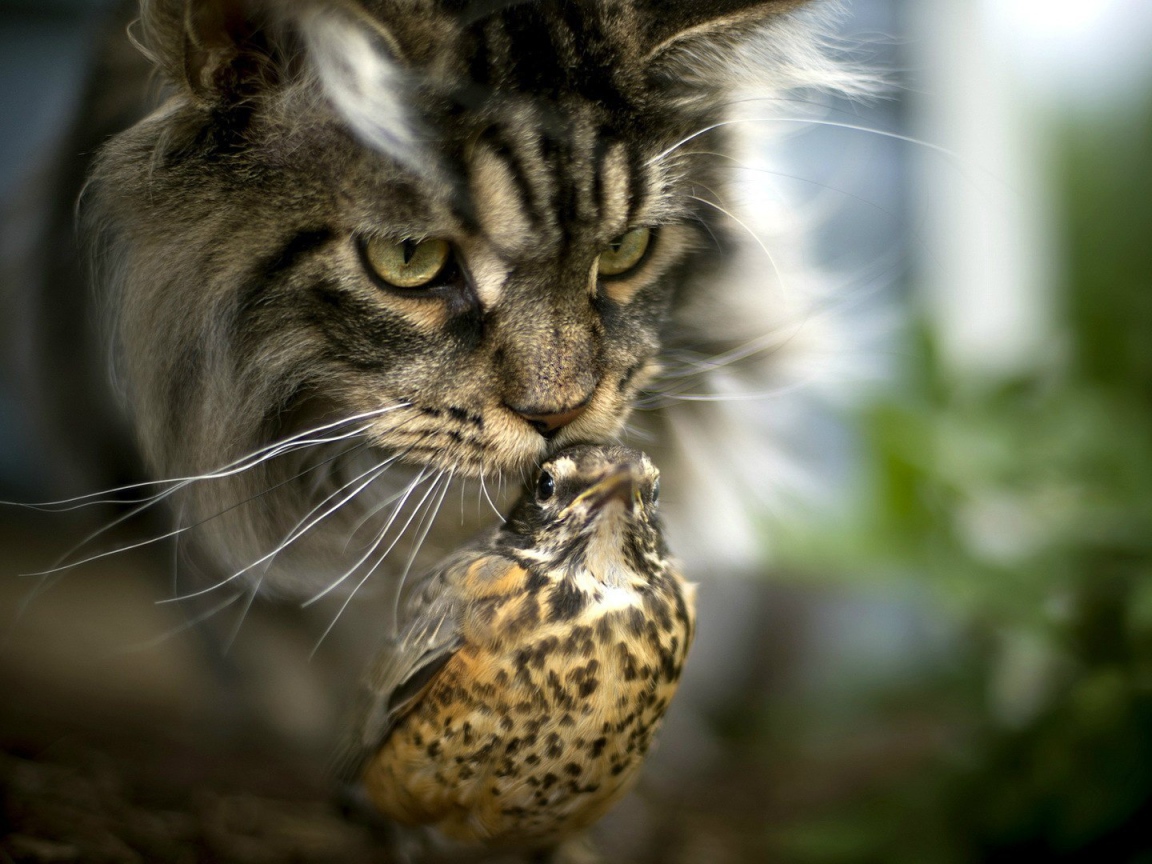 Необычная дружба кота и птицы