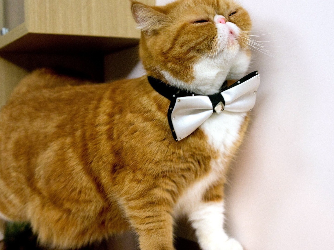 Белая бабочка на рыжем коте