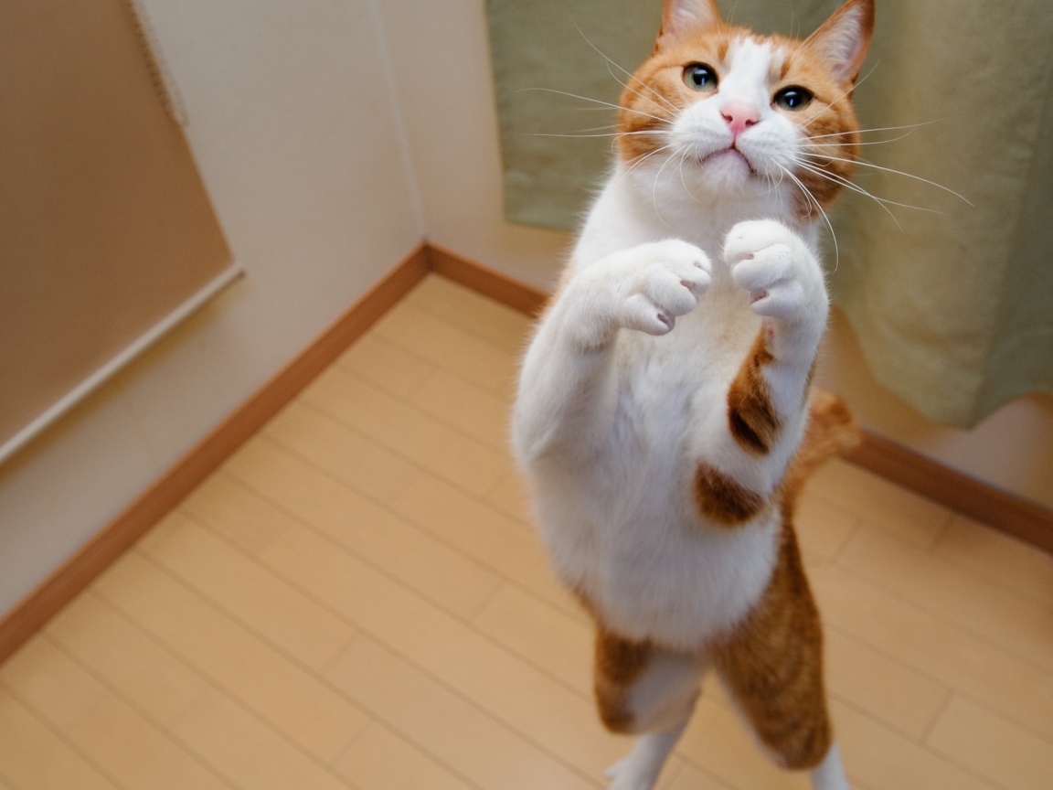 Бело рыжий кот на задних лапах