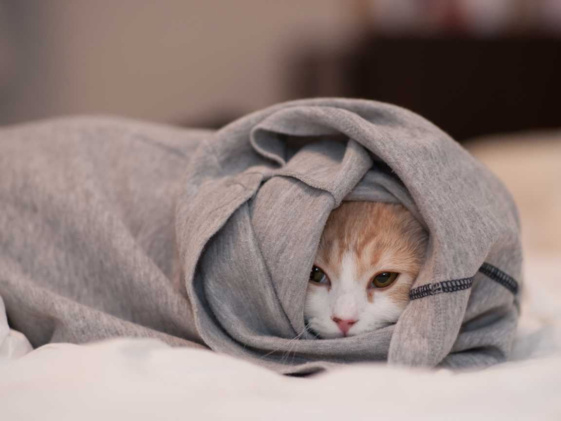 Кошка спряталась в одежде