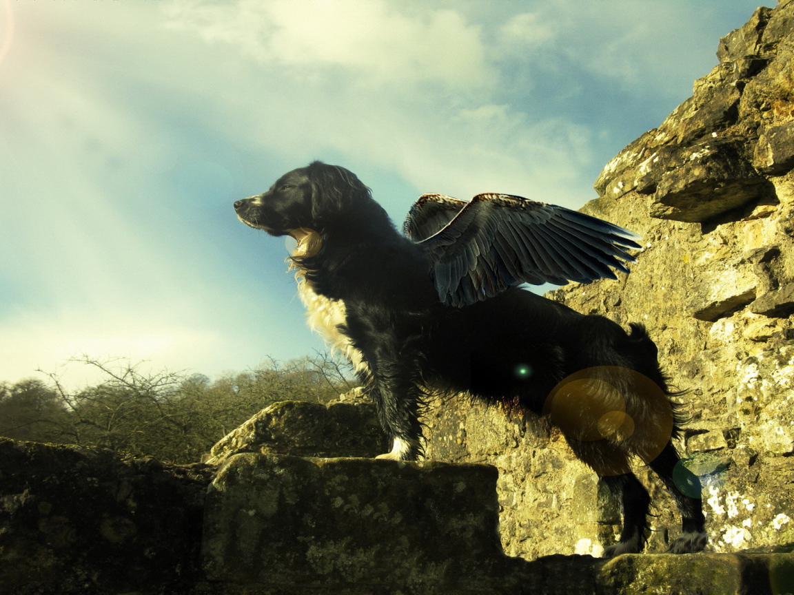 Собака с крыльями