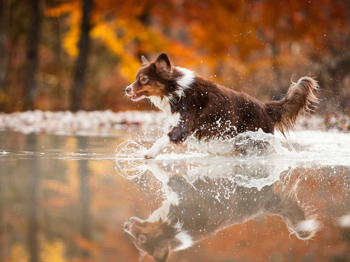 Коричневая собака бежит по воде