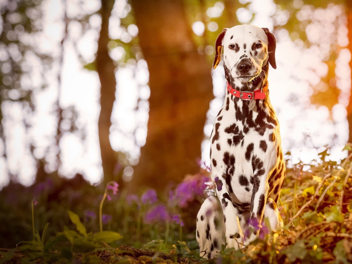 Далматинец сидит в лесу на закате