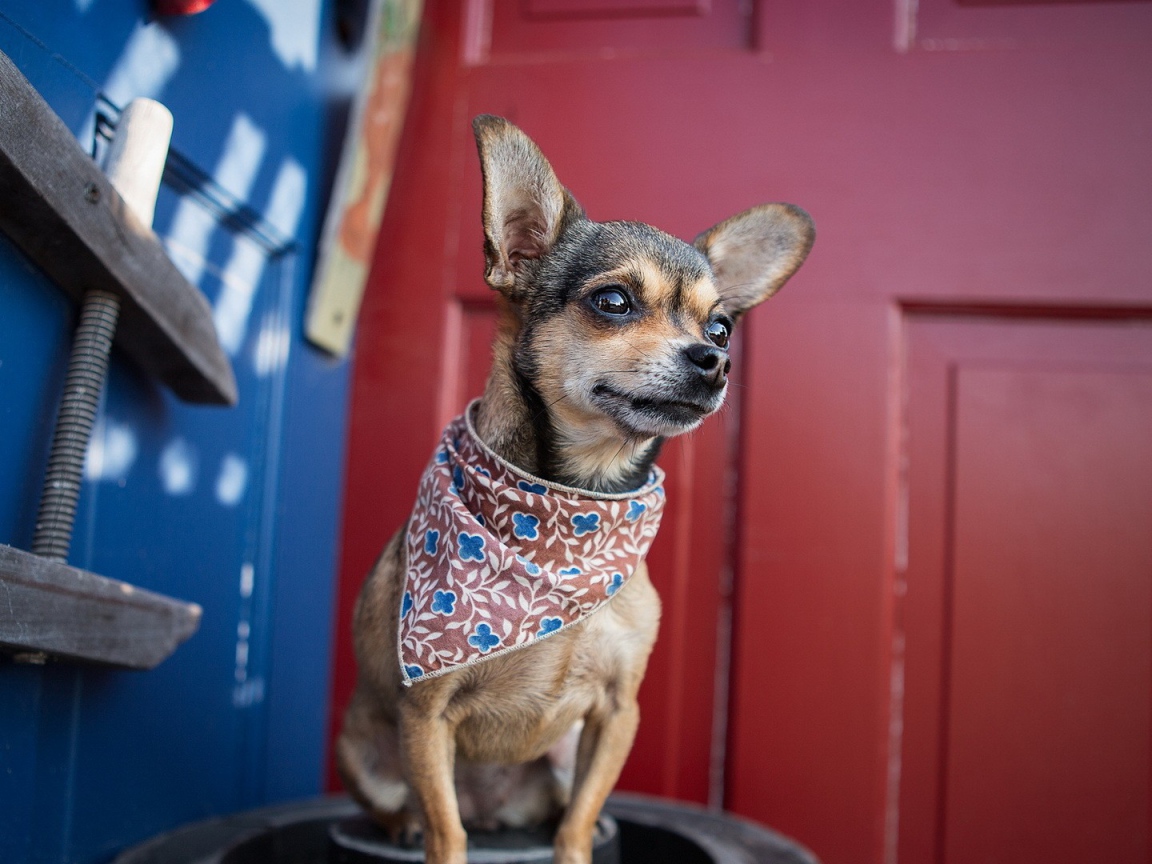 Собака в нашейном платке