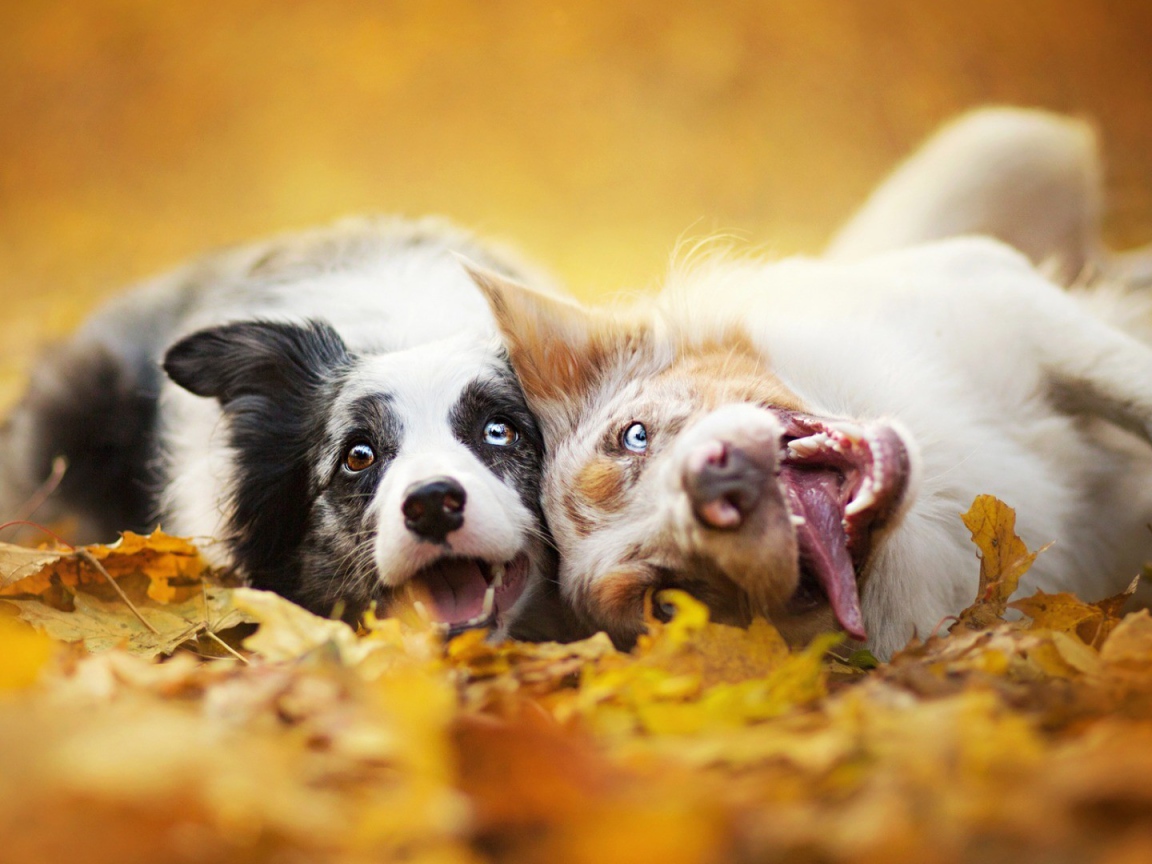 Собаки с безумными взглядами