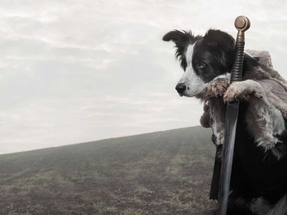 Верная собака стережет меч