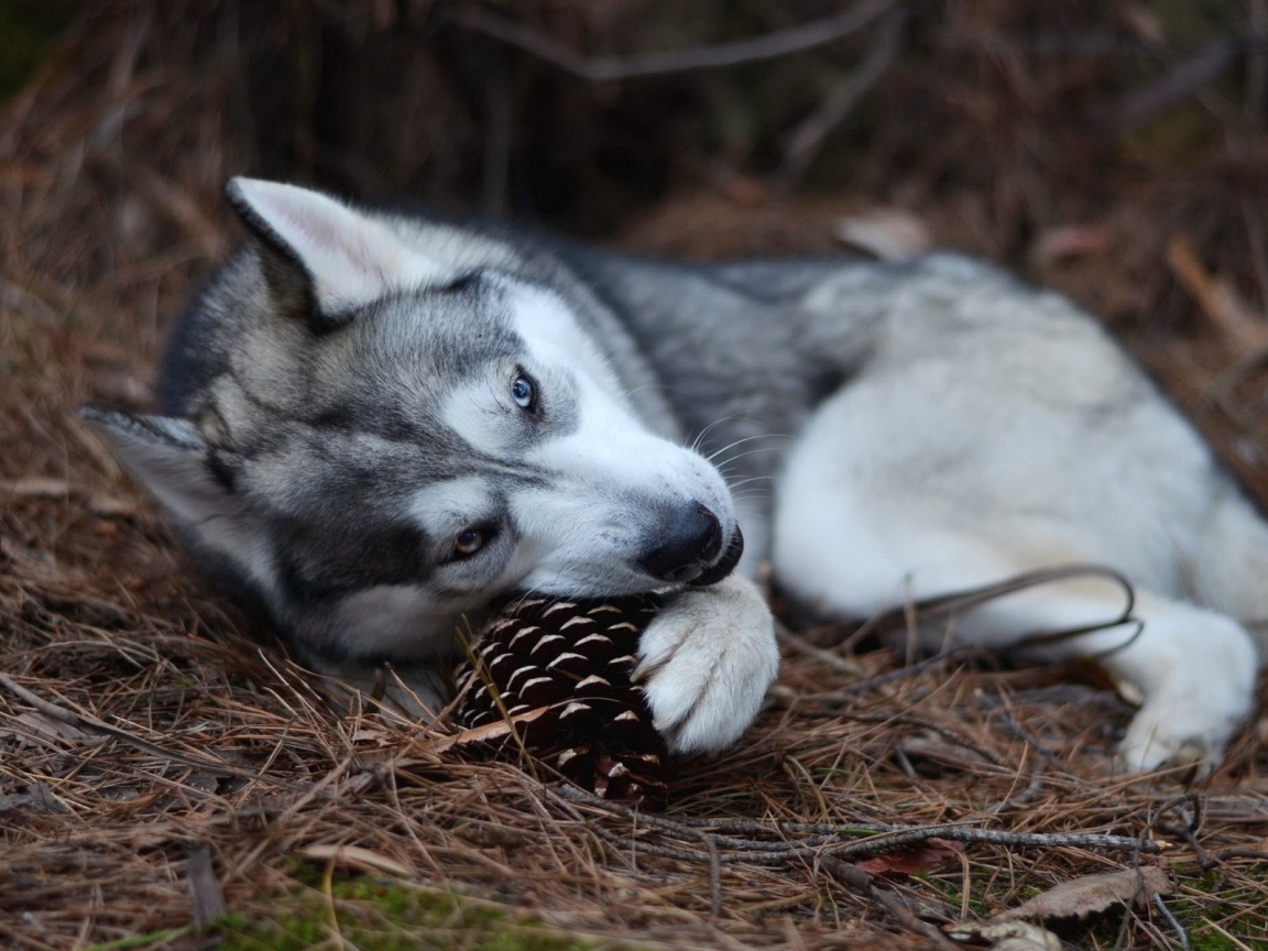 Хаски играет шишкой в лесу