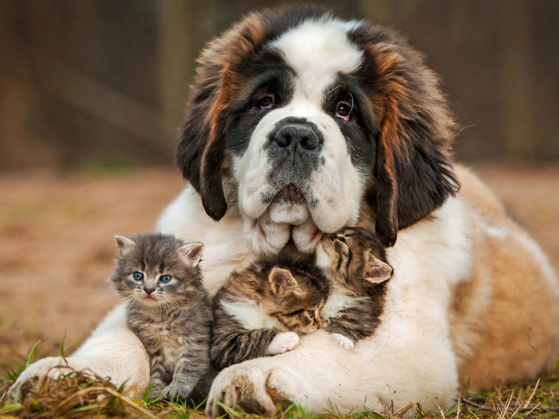 Котята под надежной защитой