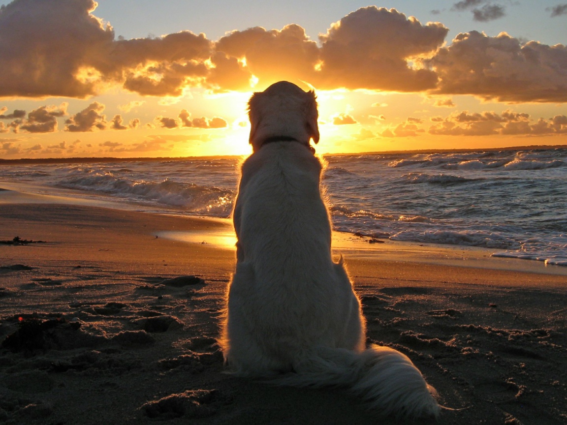 Большая белая собака сидит на пляже и смотрит на закат