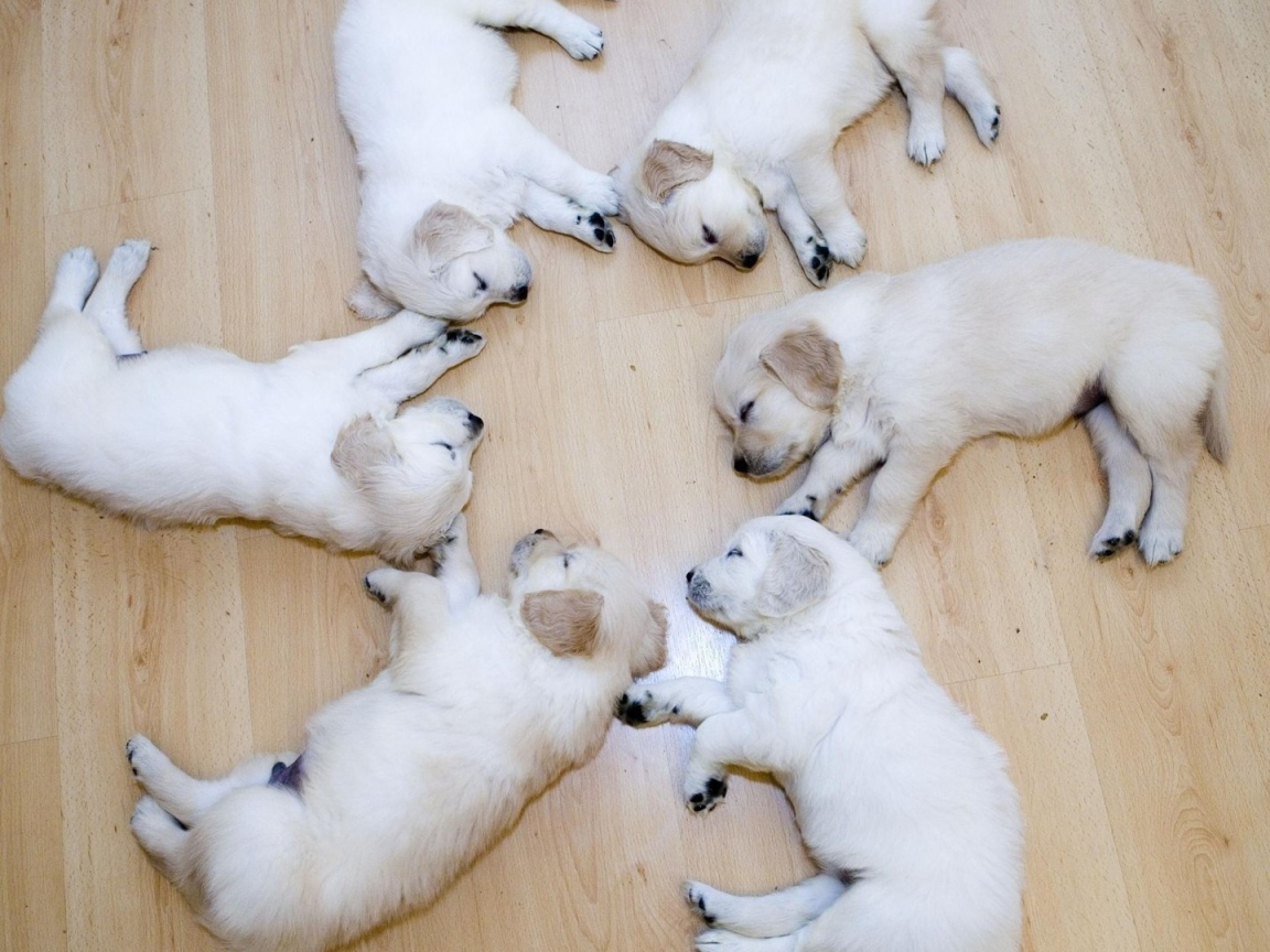 Щенки в идеальном порядке