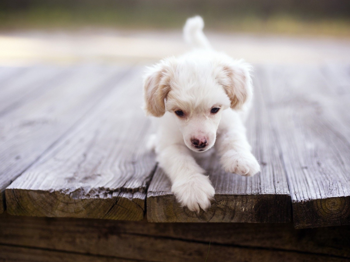 Щенок у края доски