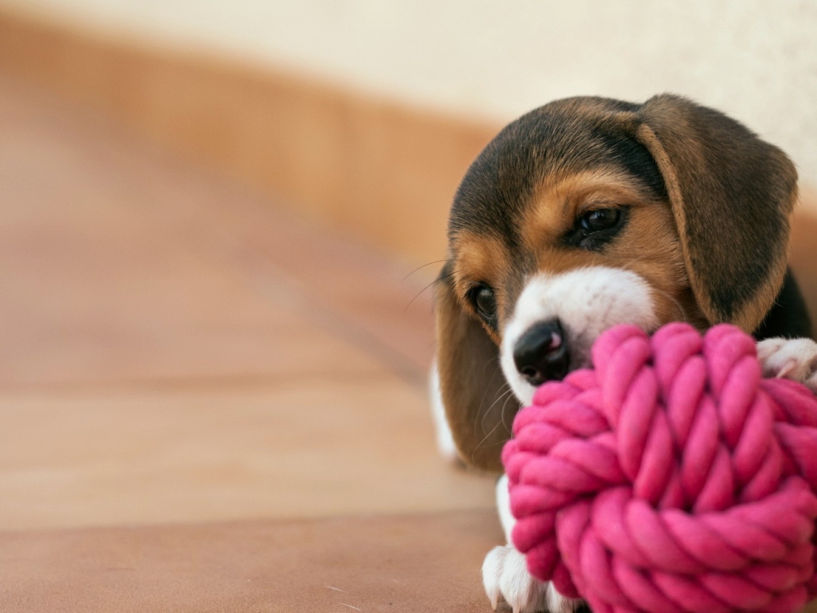 Щенок грызет клубок из красной веревки