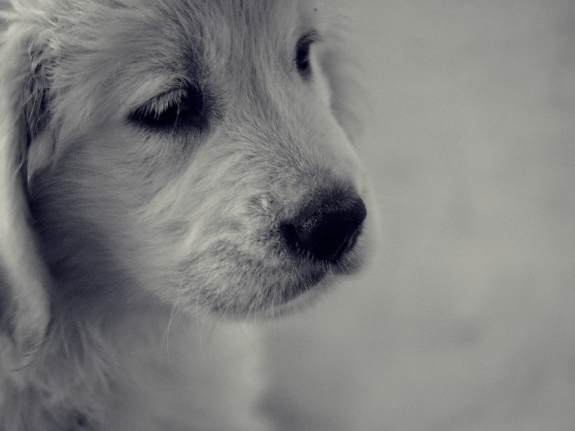 Грустный белый щенок с черным носом