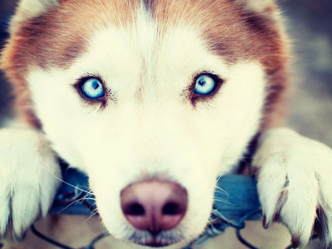 Сибирский хаски с голубыми глазами