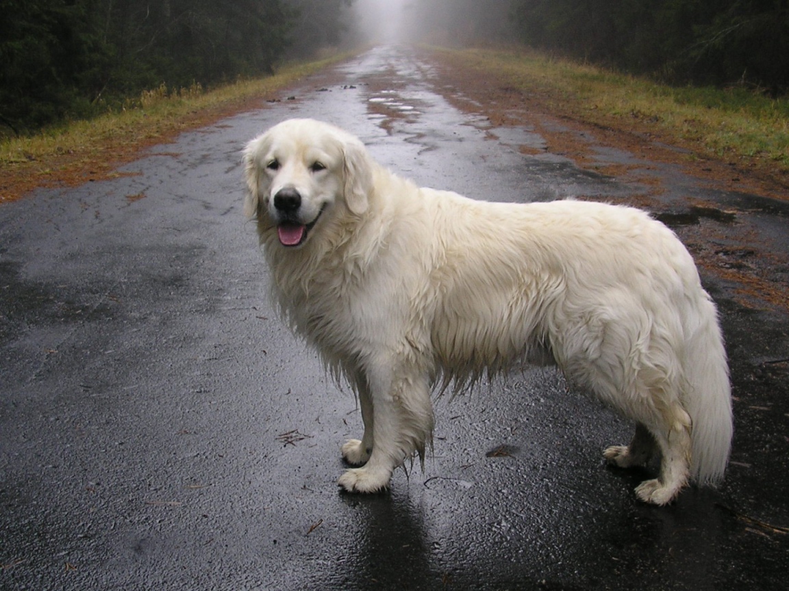 Собака стоит на мокрой дороге