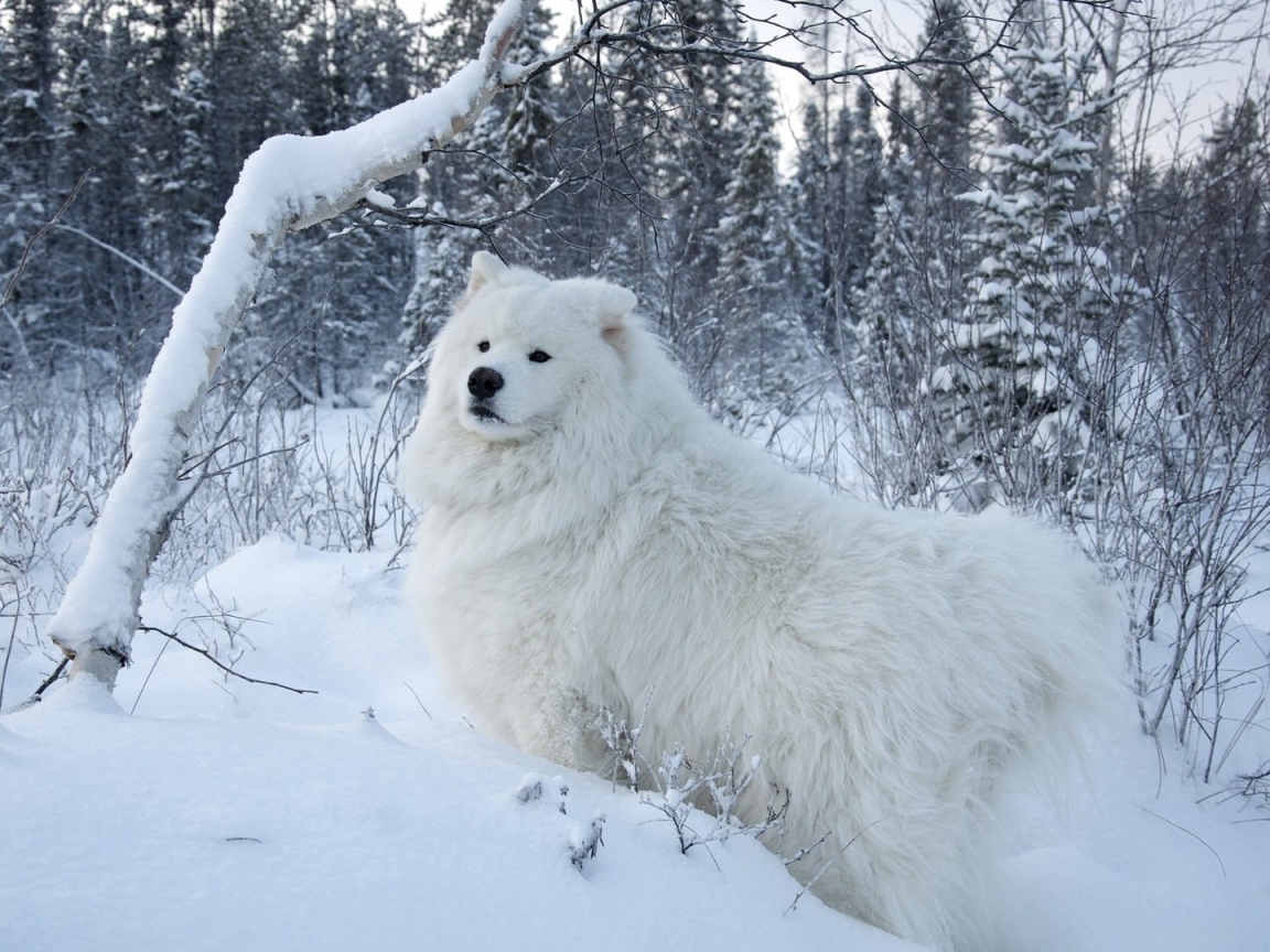 Белая собака на белом снегу