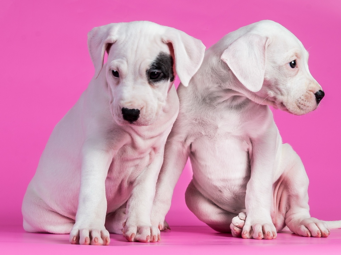 Белые щенки на розовом фоне