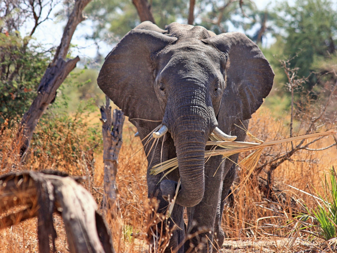 Слон держит в хоботе ветку