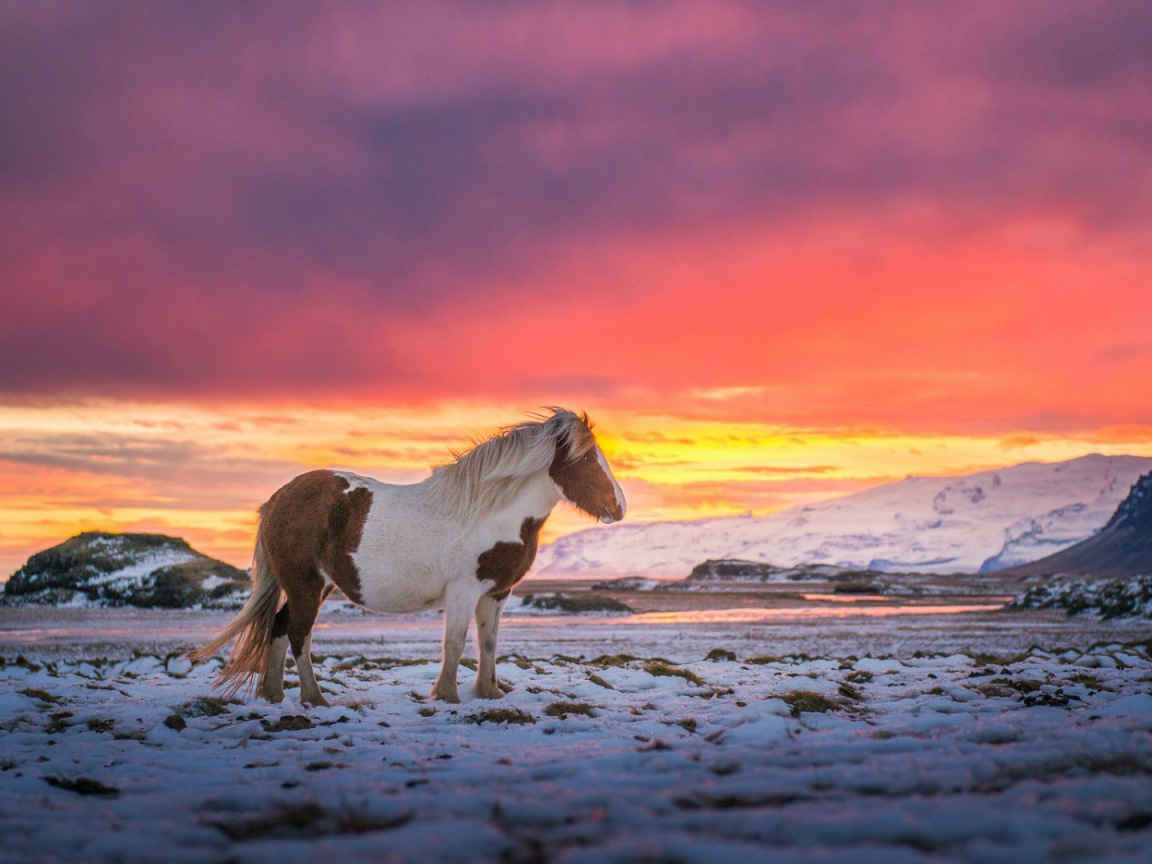 Лошадь в Исландии