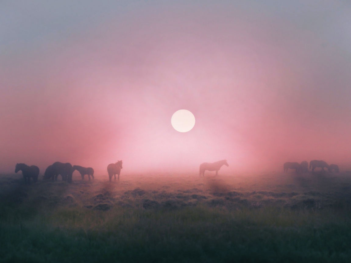 Лошади пасутся в тумане на восходе