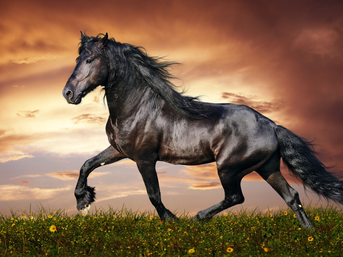 Блестящий черный конь на фоне неба
