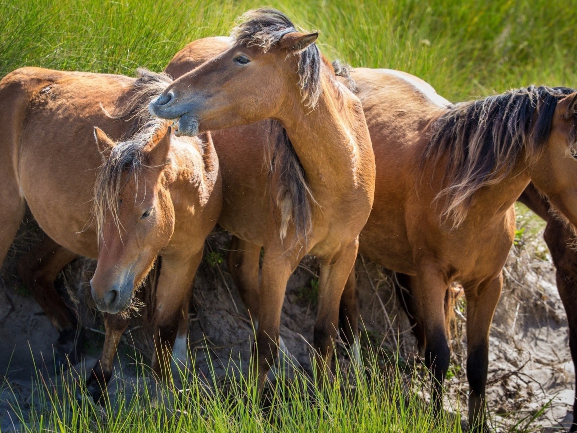 Три гнедых коня
