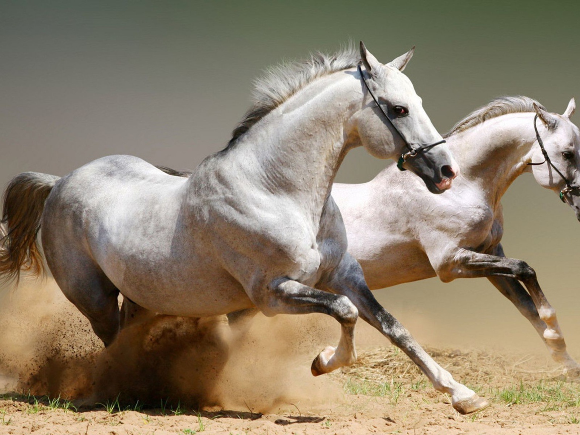 Два скакуна поднимают песок