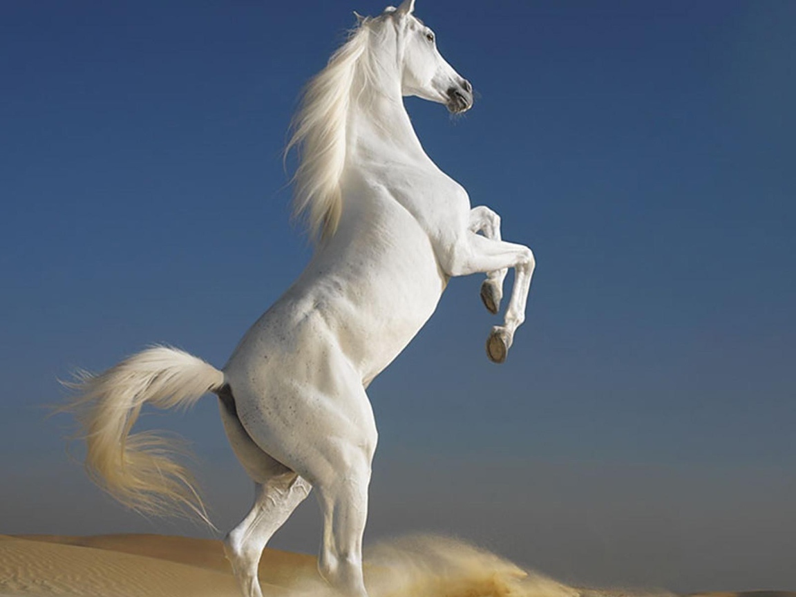 Белый скакун встал на дыбы