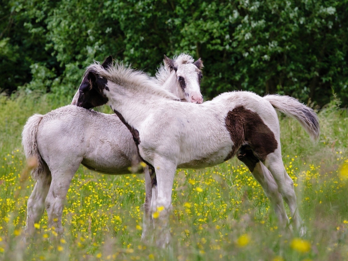 Молодые лошади на поле желтых цветов
