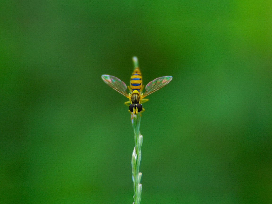 Муха на ветке