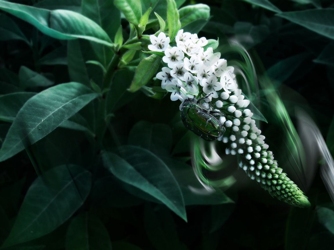 Большой жук на цветке