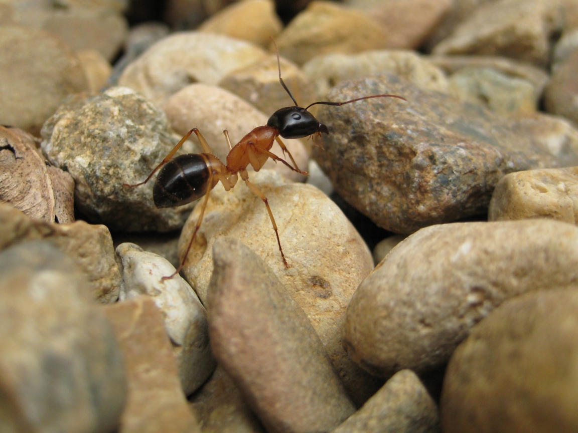 Муравей на камнях