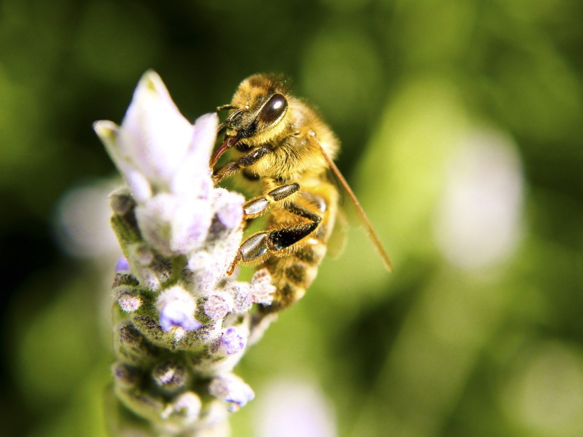 Пчела собирает нектар на цветке