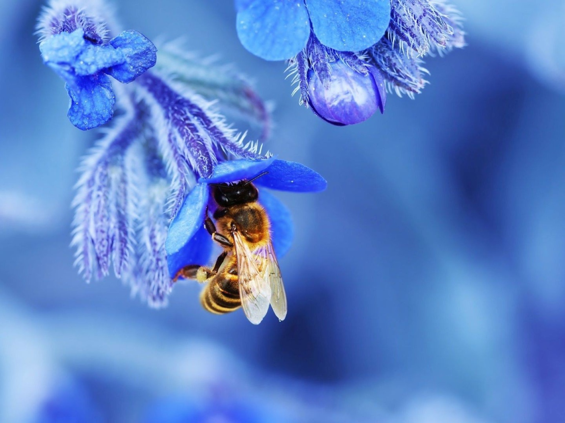 Пчела в голубом колокольчике собирает нектар