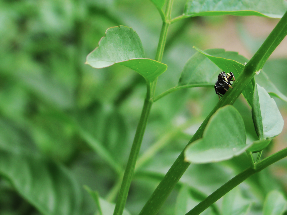 Жук ползет по зеленому стеблю
