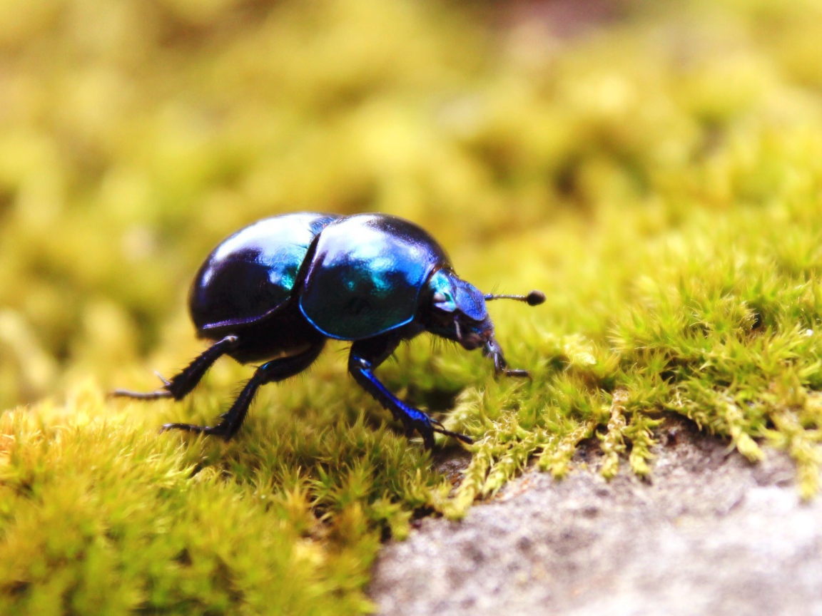 Черный жук на зеленом мху