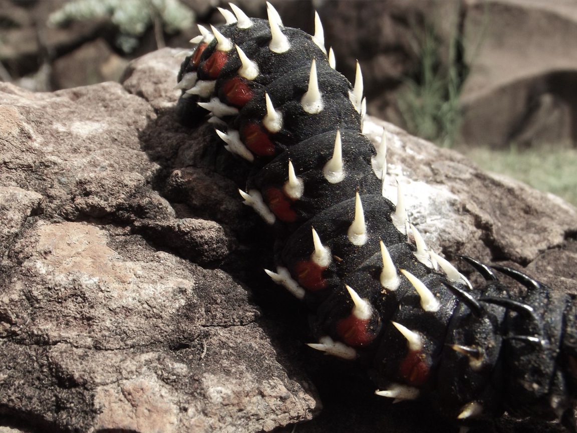 Черная гусеница ползет по камню