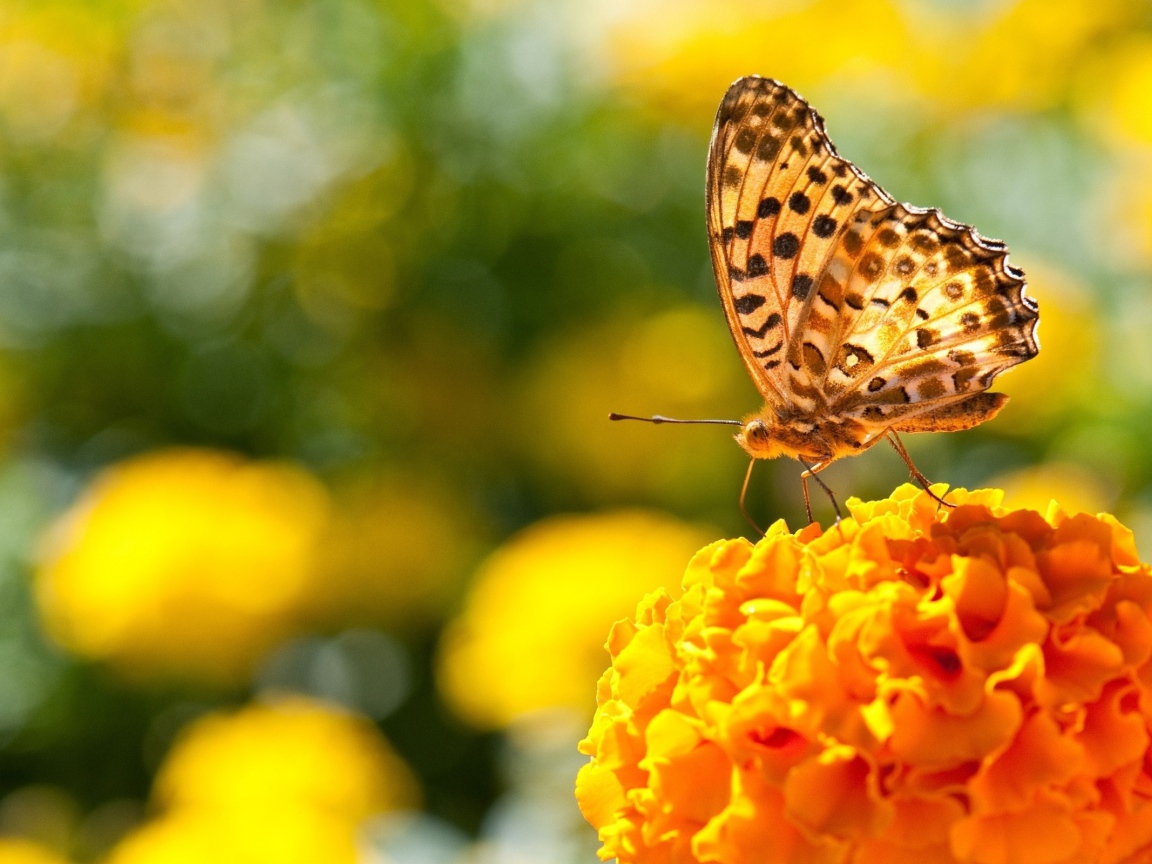 Бабочка на пышном оранжевом цветке
